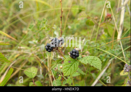 Dewberry, Rubus caesius, Fruits Banque D'Images