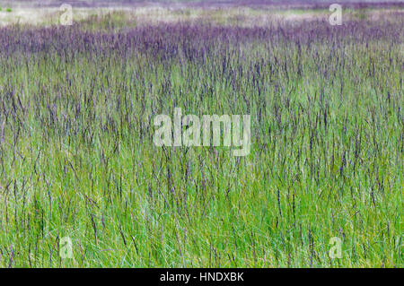 Purple moor grass (molinie caerulea) Banque D'Images