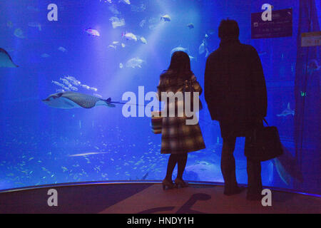 Aquarium d'Osaka Kaiyukan,visiteurs à la Bay area,réservoir massif,Osaka, Japon, Asie Banque D'Images