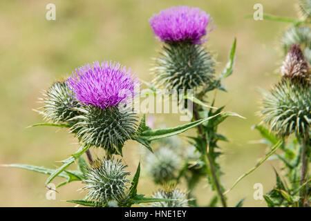 Le chardon-Marie (Silybum marianum) Banque D'Images