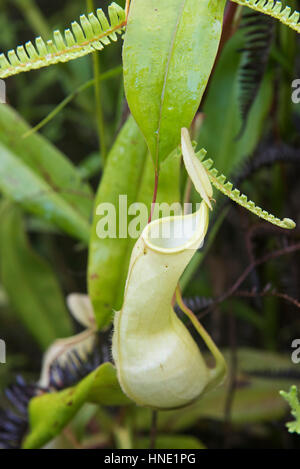 Sarracénie, Nepenthes, distilatoria la réserve forestière de Sinharaja, Sri Lanka Banque D'Images