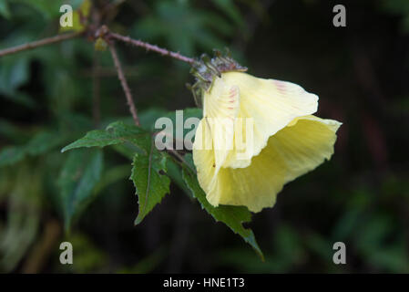 Fleur, réserve forestière de Sinharaja, Sri Lanka Banque D'Images