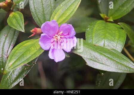 Bovitiya fleur, la réserve forestière de Sinharaja, Sri Lanka Banque D'Images