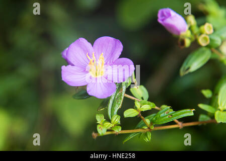 Bovitiya fleur, la réserve forestière de Sinharaja, Sri Lanka Banque D'Images