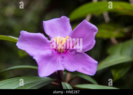 Bovitiya fleur, la réserve forestière de Sinharaja, Sri Lanka Banque D'Images