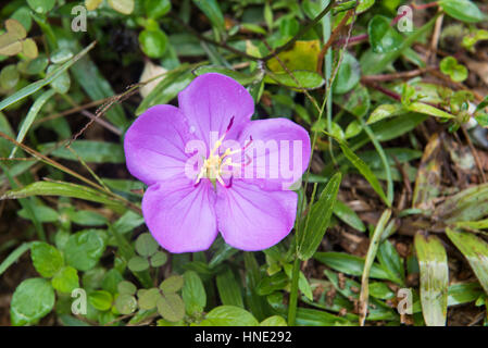 Bovitiya fleur, la réserve forestière de Sinharaja, Sri Lanka Banque D'Images