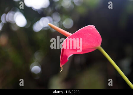 Fleur de l'Anthurium andreanum, Flamingo, bord de la réserve forestière de Sinharaja, Sri Lankae Banque D'Images