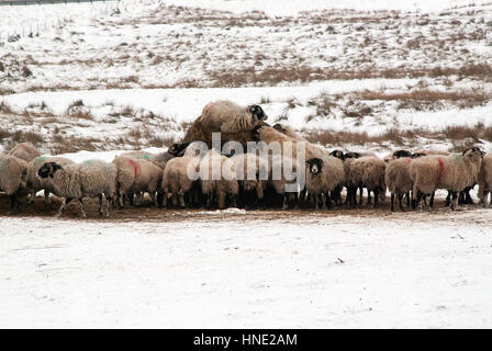 L'alimentation des moutons d'une balles de foin dans un champ neigeux en hiver au Royaume-Uni Banque D'Images