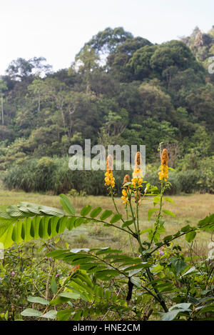 Les fleurs, la réserve forestière de Sinharaja, Sri Lanka Banque D'Images