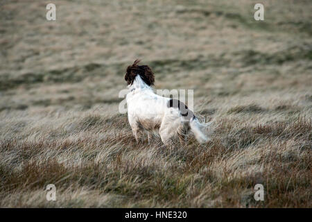 Un épagneul Springer signifie regarder sur la lande au Royaume-Uni Banque D'Images