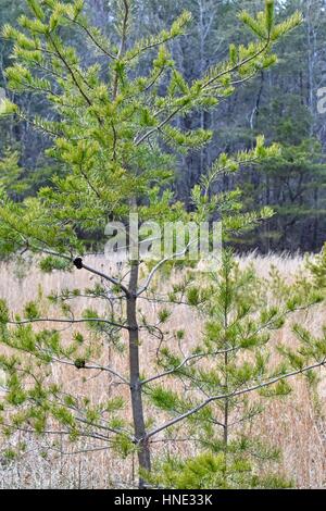 Sapin de Douglas (Pseudotsuga menziesii) arbre dans un champ ouvert Banque D'Images