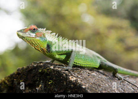 La forêt verte, lézard Calotes calotes, la réserve forestière de Sinharaja, Sri Lanka Banque D'Images