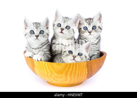 Quatre jeunes chatons assis dans bol en bois isolé sur fond blanc Banque D'Images