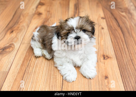 Chu Chi jeune chiot gisant sur parquet Banque D'Images