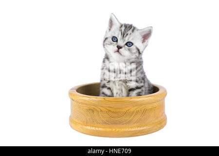 Les jeunes silver tabby cat sitting in bol en bois isolé sur fond blanc Banque D'Images