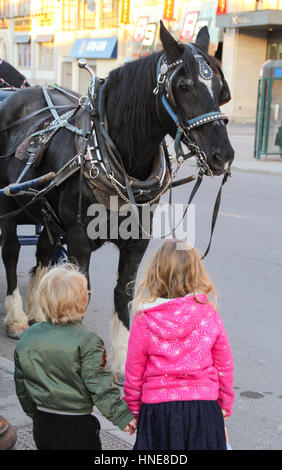 Little Boy and girl looking at un cheval noir dans la rue Banque D'Images