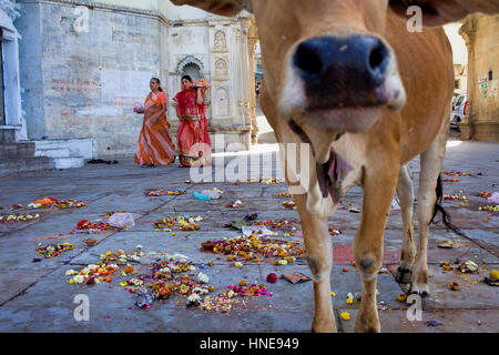 Les femmes avec des offrandes, la vache, et des offres sur le sol, au Gangaur ghat,lac Pichola, Udaipur, Rajasthan, Inde Banque D'Images