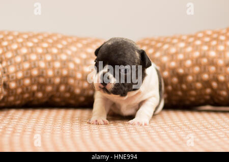 Points noirs peu bouledogue français chiot se trouve sur un canapé Banque D'Images