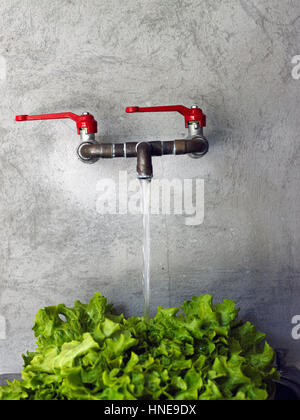 Détail de l'endive salad leaves lave sous l'eau d'un robinet dans une cuisine, Close up Banque D'Images