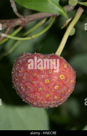 Cornus capitata (Himalayan Arbre aux fraises) Banque D'Images