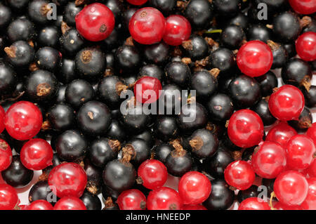 Groseille et cassis Banque D'Images