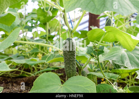 Les concombres les semis. La culture des concombres en serre. Semis dans la serre. De plus en plus de légumes dans des serres Banque D'Images