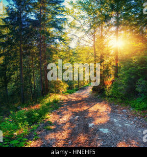 Coucher de pauses entre les arbres. Banque D'Images