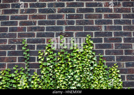 Mur de béton avec ivy en grandissant il Banque D'Images