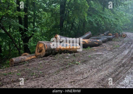 Grumes en bois chargement sur route de montagne sur camion avec grue Banque D'Images