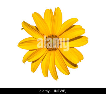 Fleur jaune isolé sur blanc, fleur de calendula Banque D'Images