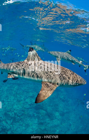 Les requins requin Carcharhinus melanopterus, glide, juste en dessous de la surface sur un site de plongée connu comme Vertigo, hors de l'île de Yap, Micronésie. Banque D'Images