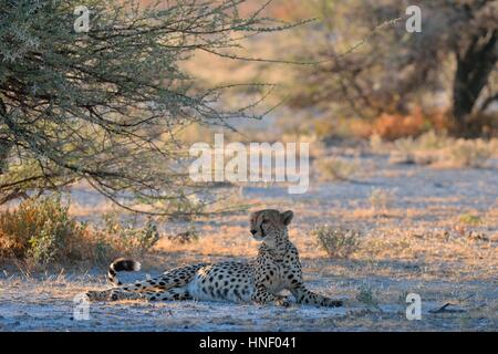 Le Guépard (Acinonyx jubatus), femme, couché dans l'ombre d'un arbre, attentif, Etosha National Park, Namibie Banque D'Images