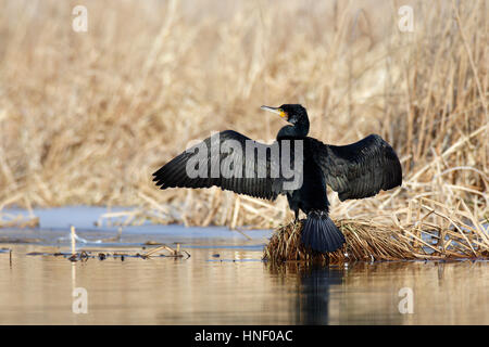 Grand Cormoran (Phalacrocorax carbo) aux ailes déployées, le séchage de plumes pour tampon reed dans le lac Banque D'Images