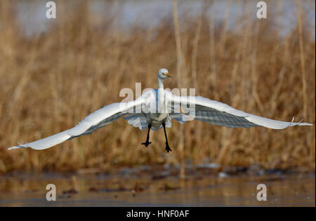 Grande Aigrette (Ardea alba) s'adresse à l'atterrissage, au milieu de la Réserve de biosphère de l'Elbe, Saxe-Anhalt, Allemagne Banque D'Images