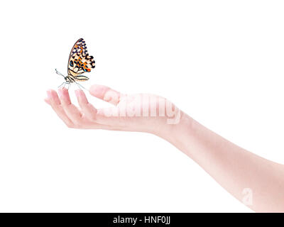Butterfly landing sur les doigts d'une main humaine, isolé sur fond blanc. Banque D'Images