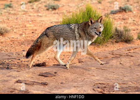 Le Coyote, (Canis latrans), Monument Valley, Utah, USA, des profils à la recherche de nourriture Banque D'Images