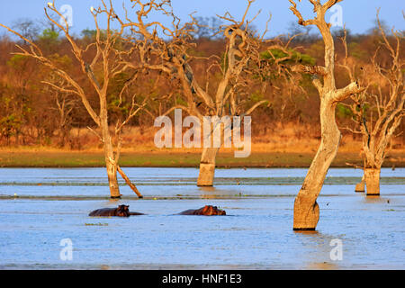 Silwervis Barrage, rivière paysage avec Hippopotamus amphibius), (Hippopatamus, Parc National de Kruger, Afrique du Sud, l'Afrique Banque D'Images