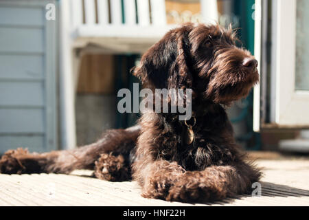 Labradoodle Puppy Banque D'Images