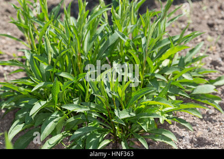 Goldrute Goldrute Gewöhnliche, Echte, Blatt, Blätter vor der Blüte, Solidago virgaurea Verge d'Européenne, woundwort, Banque D'Images