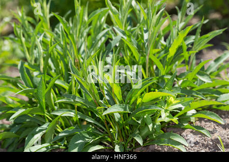 Goldrute Goldrute Gewöhnliche, Echte, Blatt, Blätter vor der Blüte, Solidago virgaurea Verge d'Européenne, woundwort, Banque D'Images