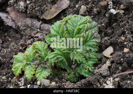 Riesen-Bärenklau Riesenbärenklau, Bärenklau, Herkulesstaude Herkules-Staude,,, Herkuleskraut, frische, junge Blätter vor der Blüte, Blatt, Heracleum m Banque D'Images