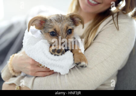 Woman holding petit chiot dans ses bras enroulés dans une serviette blanche après lavage Banque D'Images