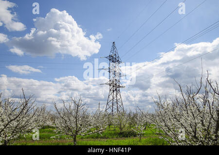 Tour de transmission dans la floraison jardin prune. Jardin de la ferme au printemps. Banque D'Images