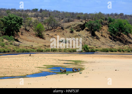 Rivière Letaba, rivière paysage avec waterbuck, commune (Kobus ellipsiprymnus), parc national Kruger, Afrique du Sud, l'Afrique Banque D'Images