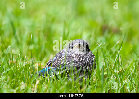 Bluebird bébé jeune poussin in Green grass Banque D'Images