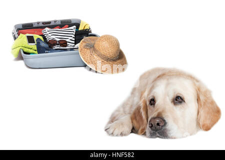 Portrait d'un triste Golden Retriever situé en face d'une valise remplie de vêtements, lunettes de soleil, chapeau de paille et d'un téléphone intelligent. Tout est sur un wh Banque D'Images