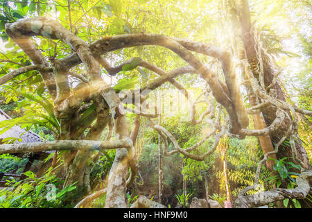 Lever du Soleil avec vine tree in forest Banque D'Images