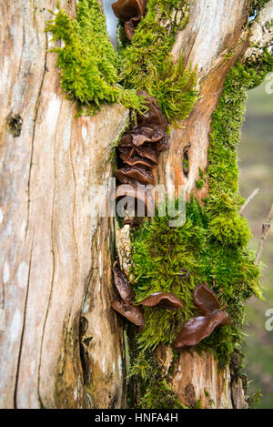 Jelly champignon oreille (Auricularia auricula-judae), également connu sous le nom de l'oreille de juif ou de l'oreille de Judas, poussant sur un arbre mort Banque D'Images