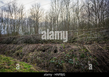 Couverture traditionnelle le long d'un chemin de campagne dans le Cambridgeshire, Angleterre, RU Banque D'Images