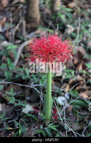 Scadoxus multiflorus à Victoria Falls au Zimbabwe Banque D'Images